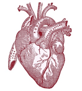 heart-vintageanatomy